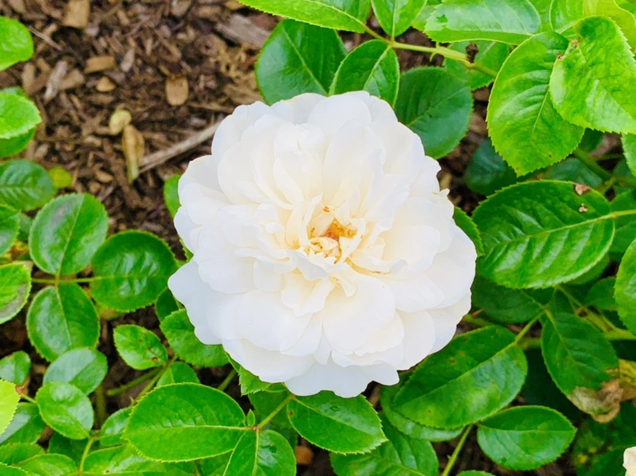 IMG_2675.jpg?type=w966