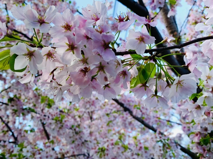 IMG_2660.jpg?type=w966