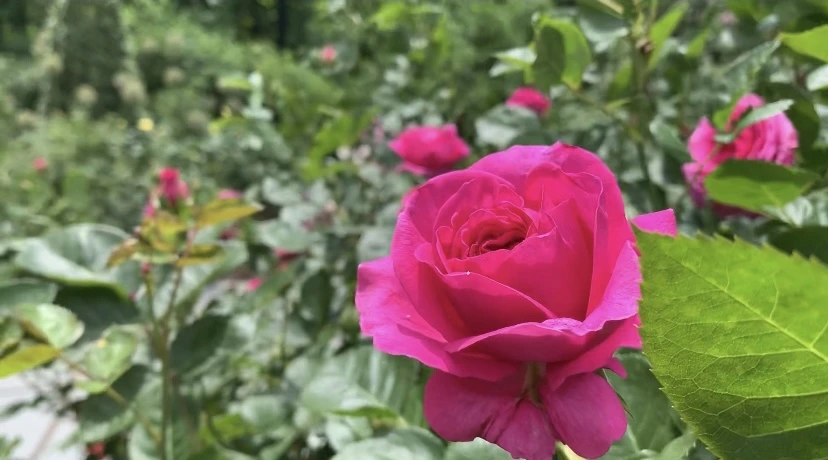 IMG_8676.jpg?type=w966