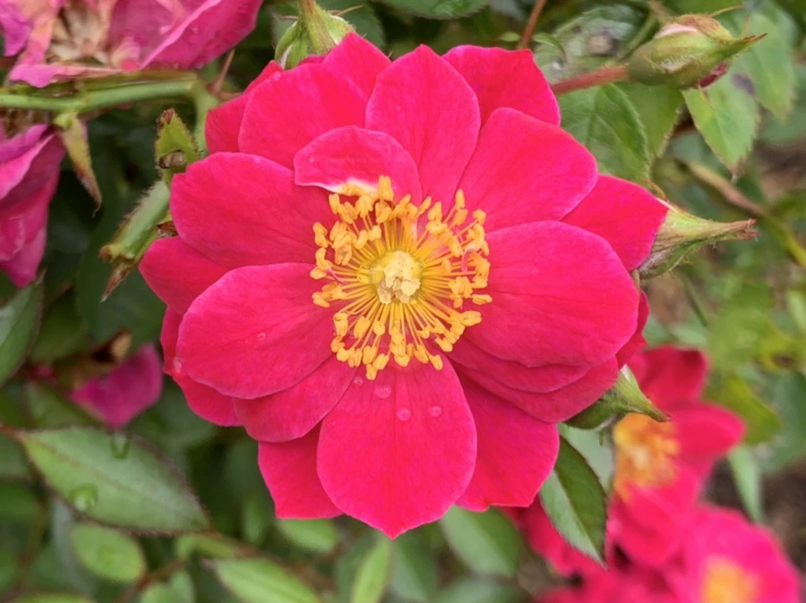 IMG_1099.jpg?type=w966