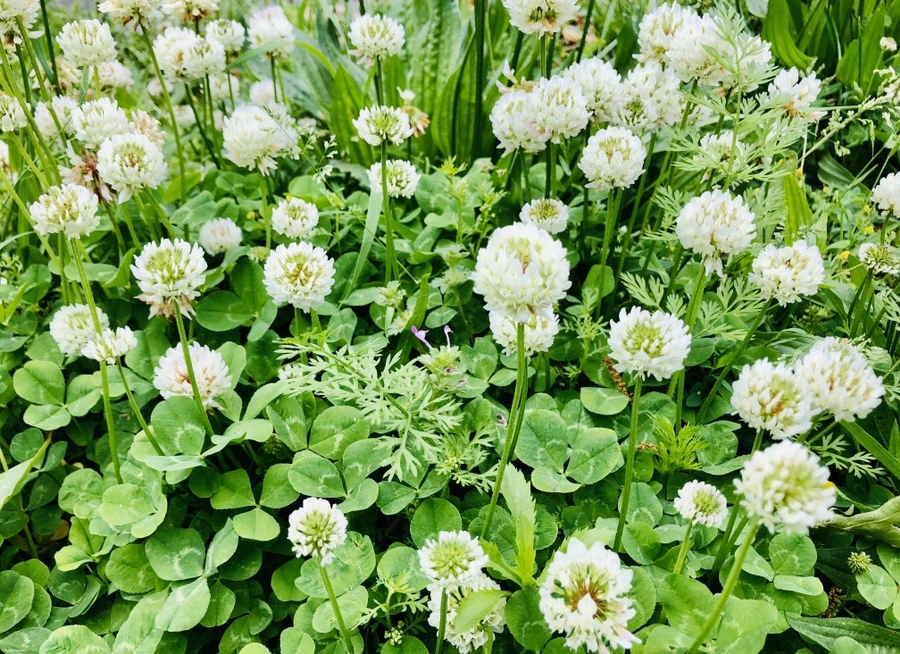 IMG_7954.jpg?type=w966