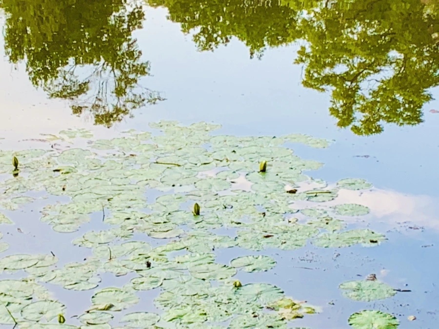 IMG_7868.jpg?type=w966