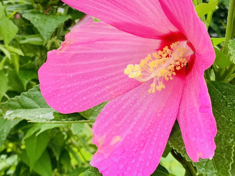 IMG_7757.jpg?type=w966