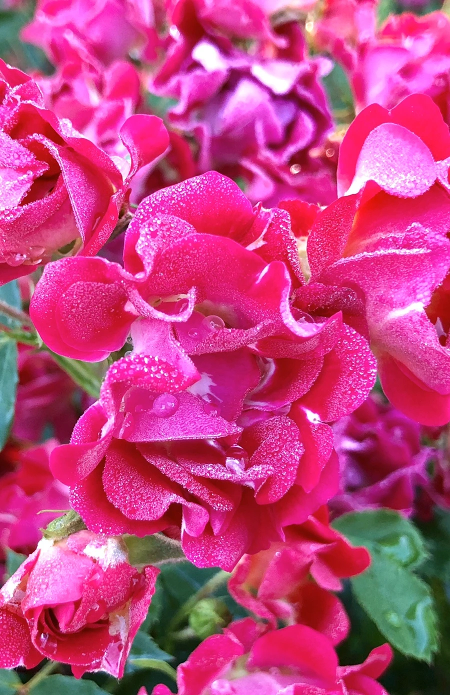 IMG_9013.jpg?type=w966