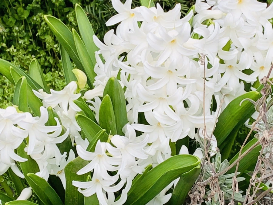 IMG_5997.jpg?type=w966