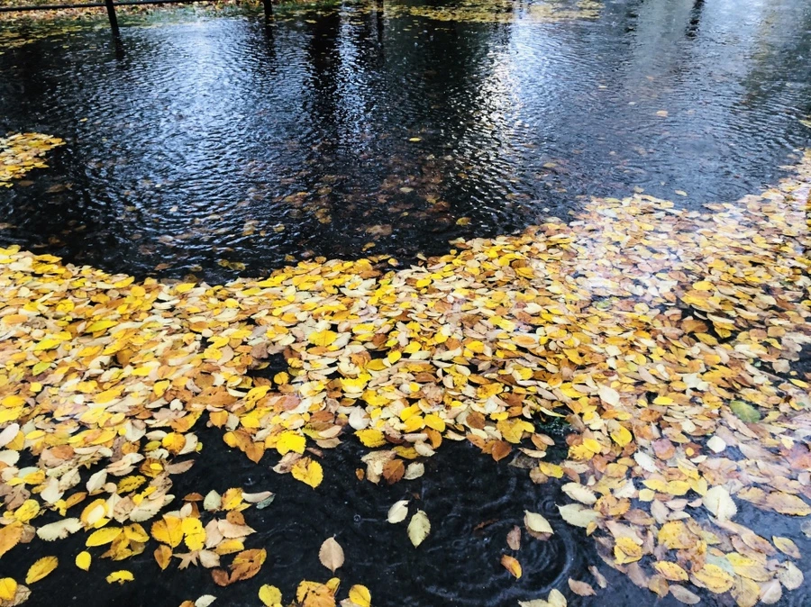 IMG_3128.jpg?type=w966