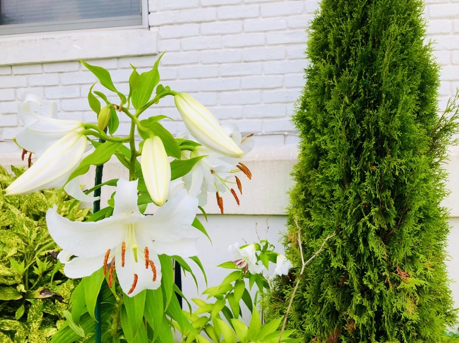 IMG_4175.jpg?type=w966