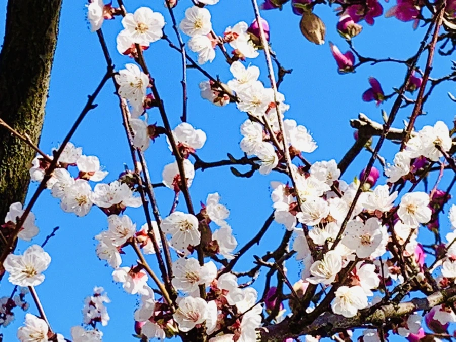 IMG_7468.jpg?type=w966