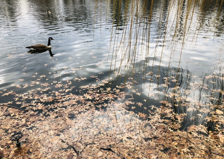 IMG_3954.jpg?type=w966