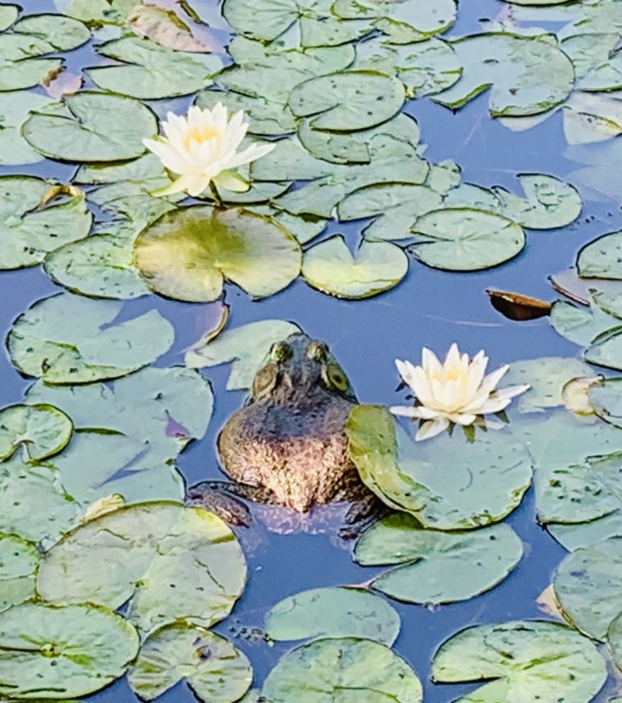 IMG_1312.jpg?type=w966