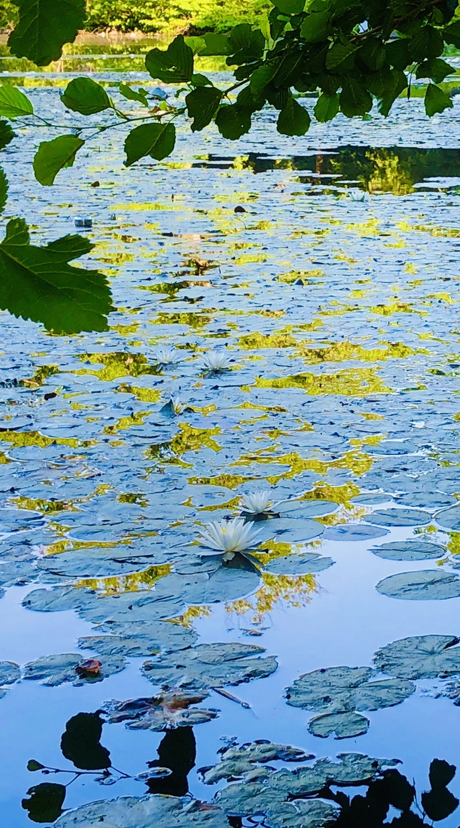 IMG_3791.jpg?type=w966