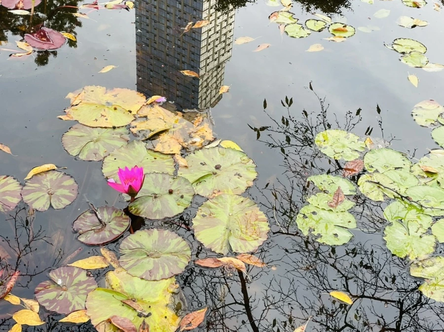 IMG_1272.jpg?type=w966