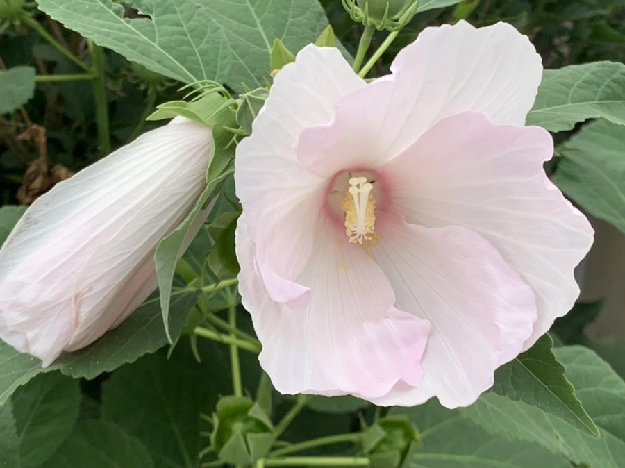 IMG_6039.jpg?type=w966