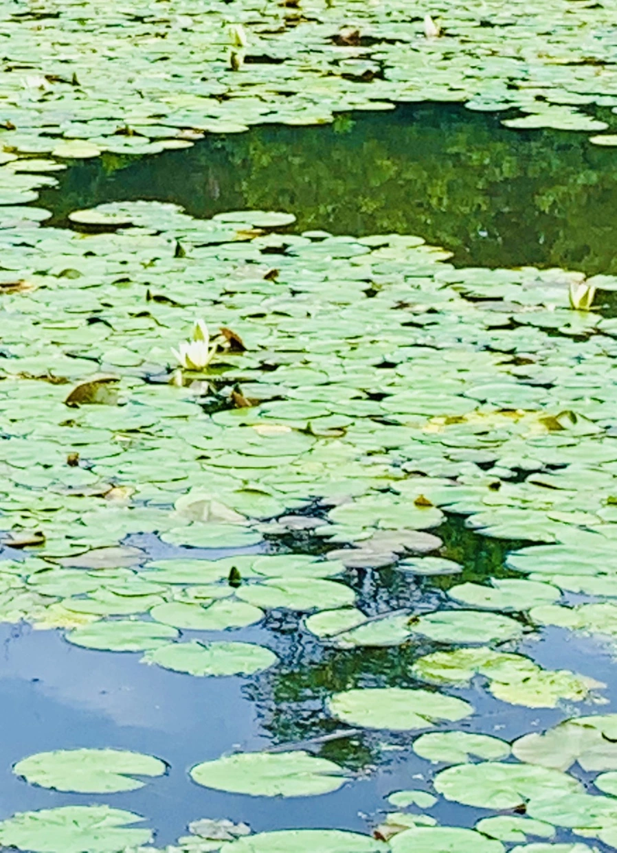 IMG_0768.jpg?type=w966