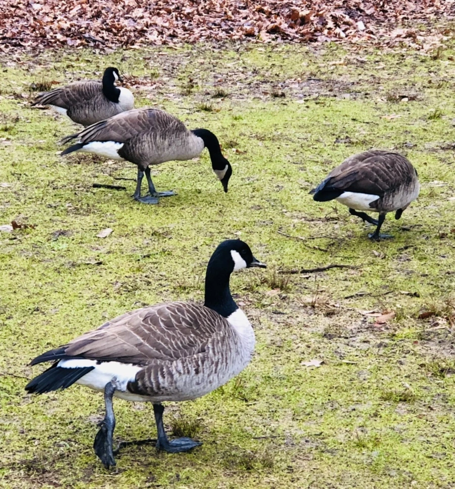 IMG_3354.jpg?type=w966