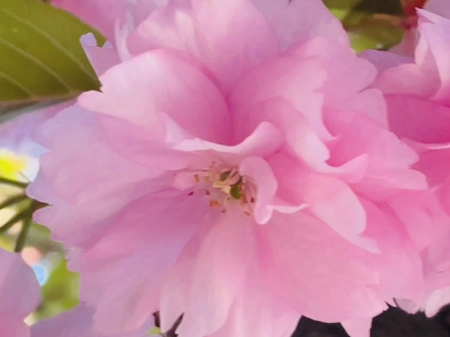 IMG_5906.jpg?type=w966