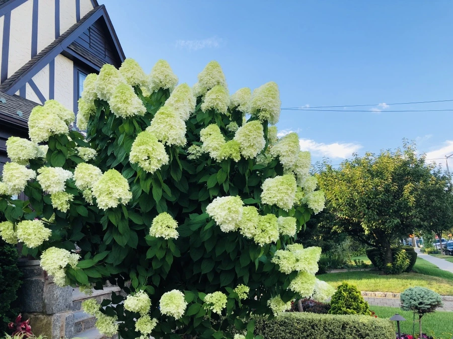 IMG_4704.jpg?type=w966