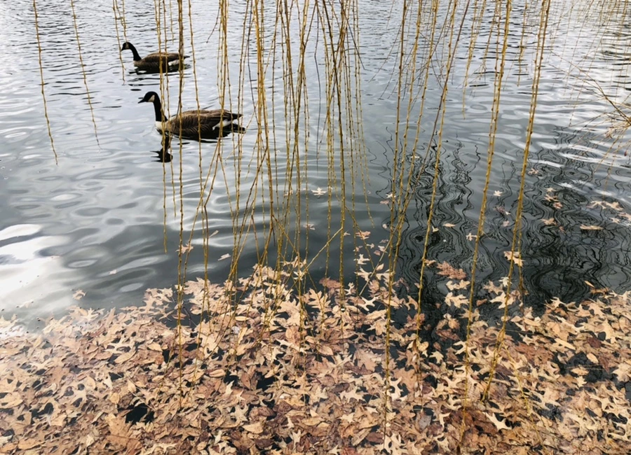 IMG_3926.jpg?type=w966