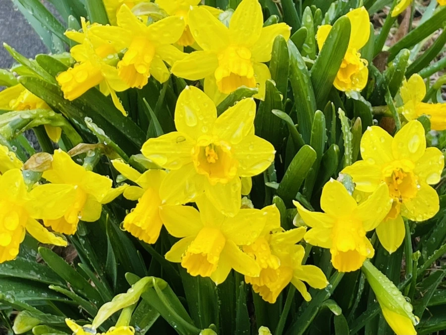 IMG_5676.jpg?type=w966