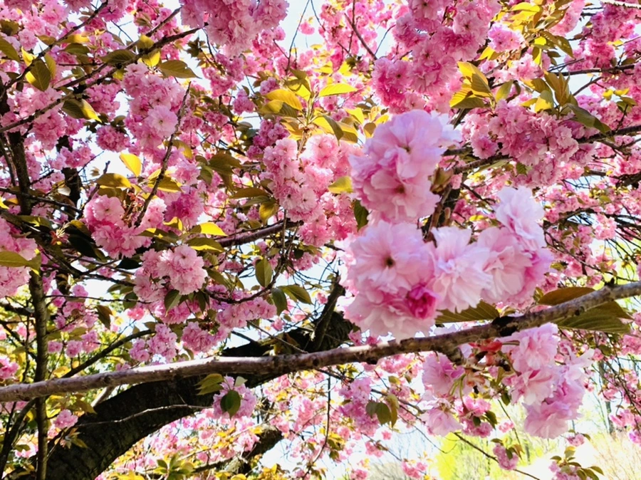 IMG_6440.jpg?type=w966