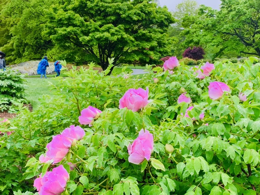 IMG_9995.jpg?type=w966