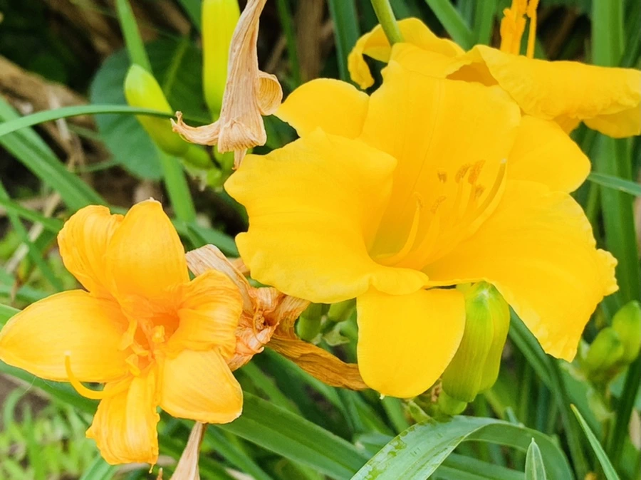 IMG_5285.jpg?type=w966