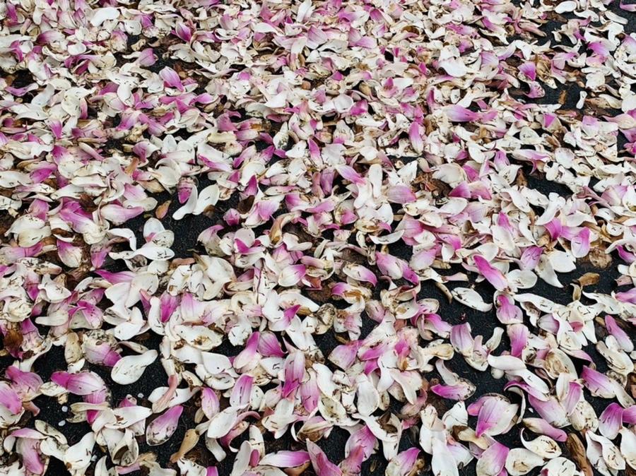 IMG_1097.jpg?type=w966