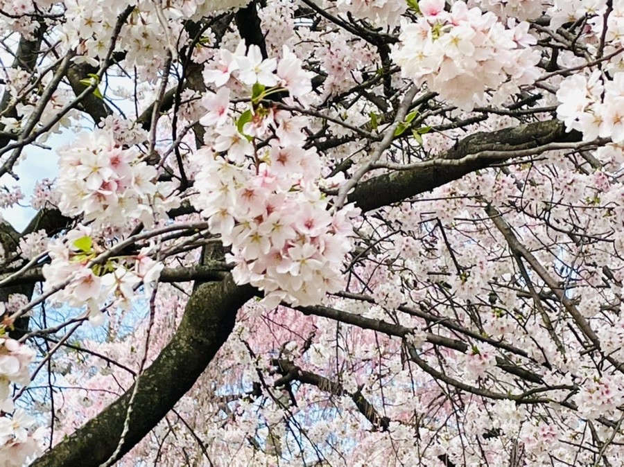 IMG_0463.jpg?type=w966