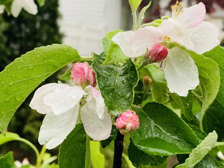 IMG_5300.jpg?type=w966