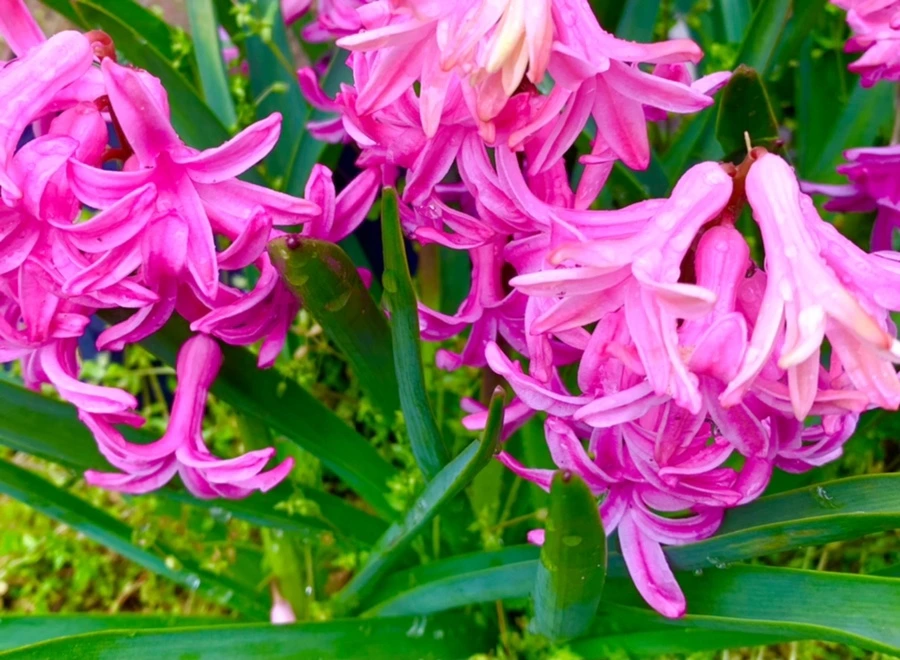 IMG_6198.jpg?type=w966