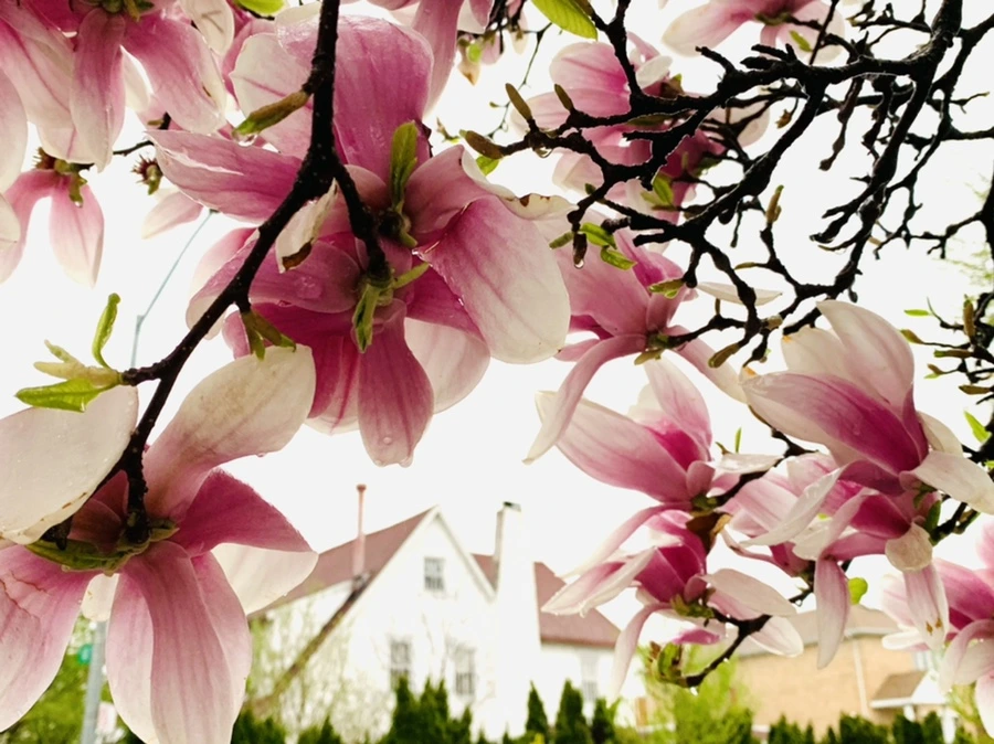 IMG_2384.jpg?type=w966