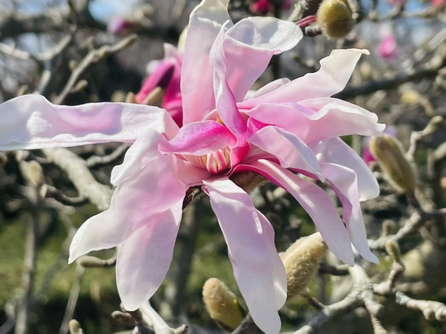 IMG_7091.jpg?type=w966