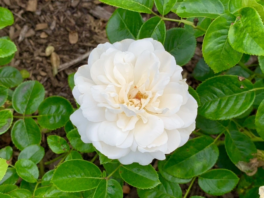 IMG_2675.jpg?type=w966