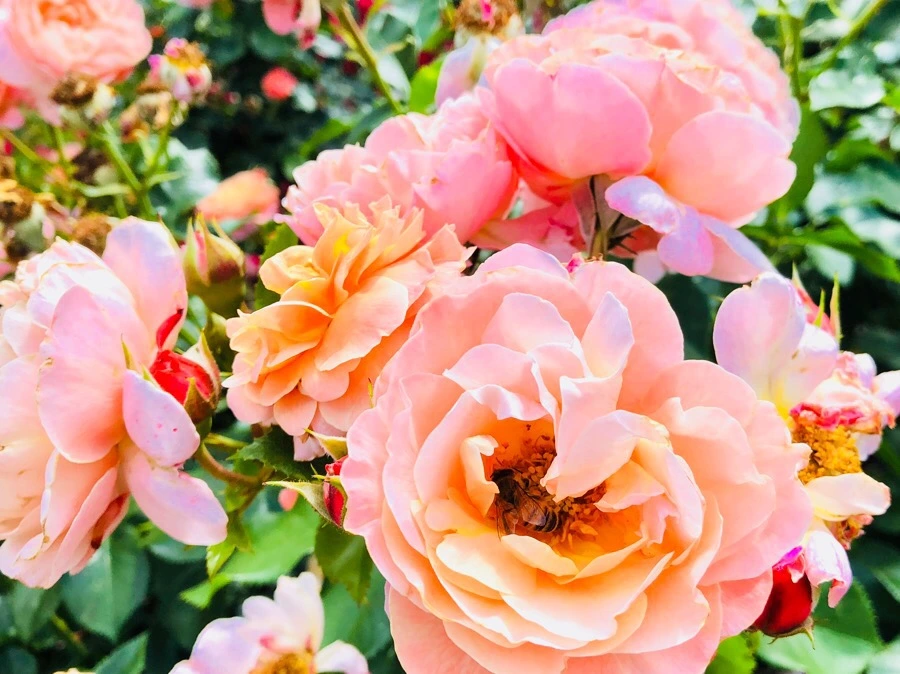 IMG_7851.jpg?type=w966