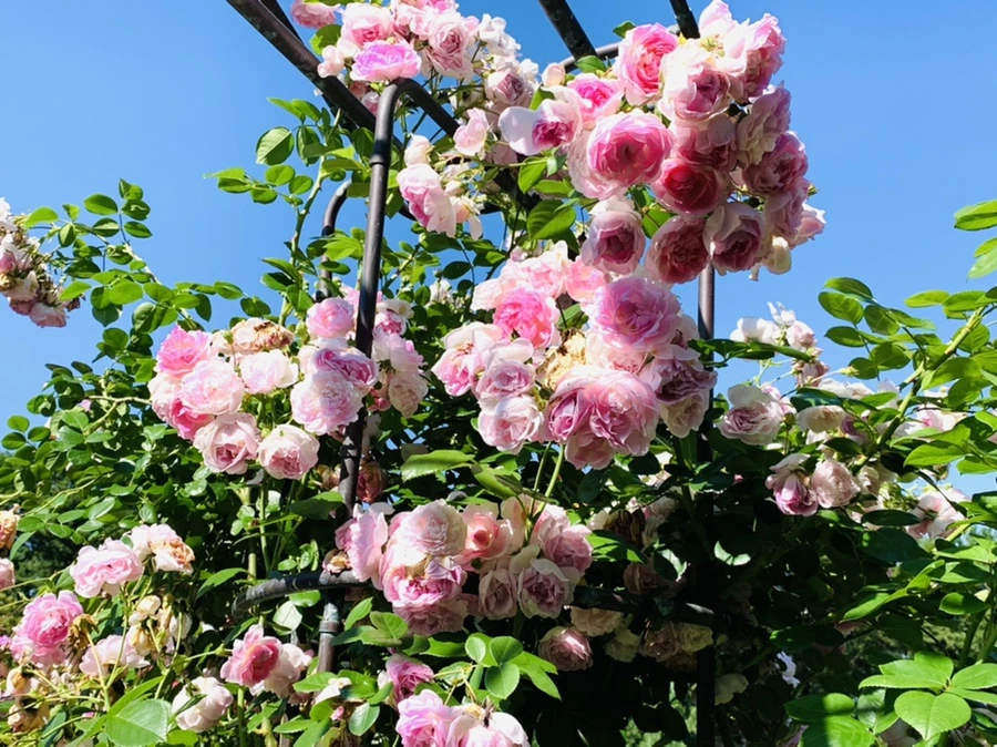 IMG_3070.jpg?type=w966