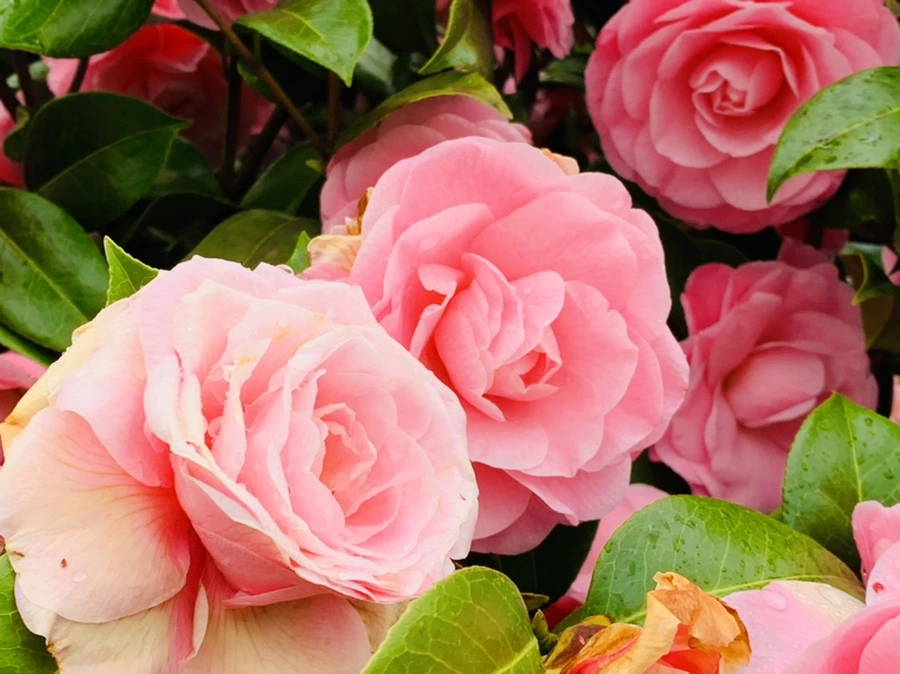 IMG_1418.jpg?type=w966