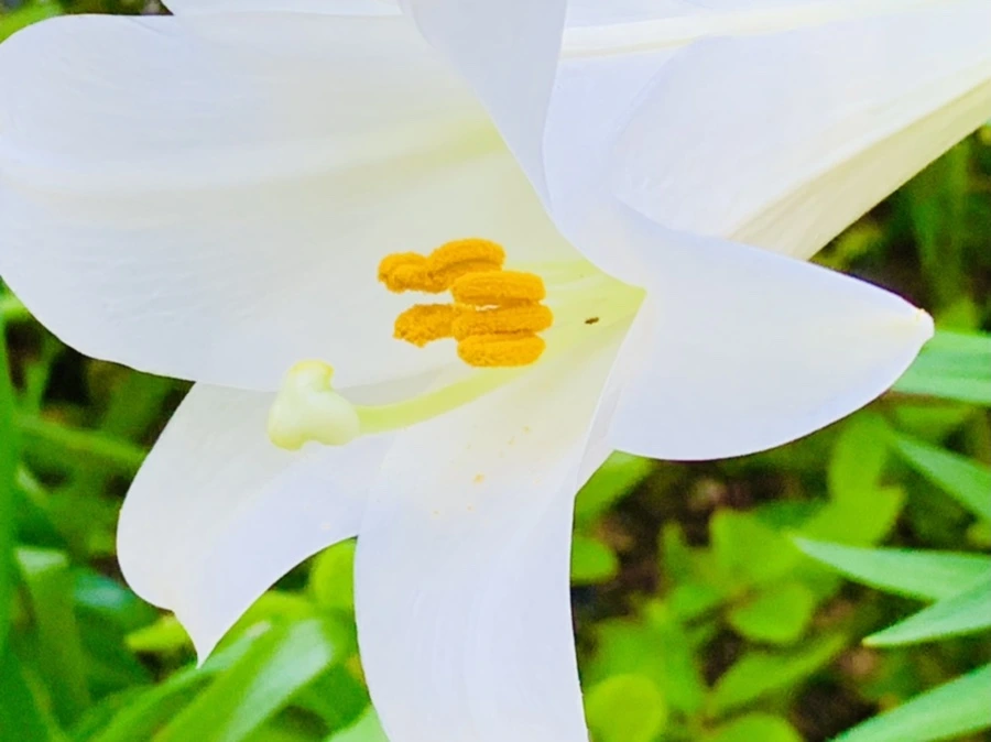 IMG_8750.jpg?type=w966