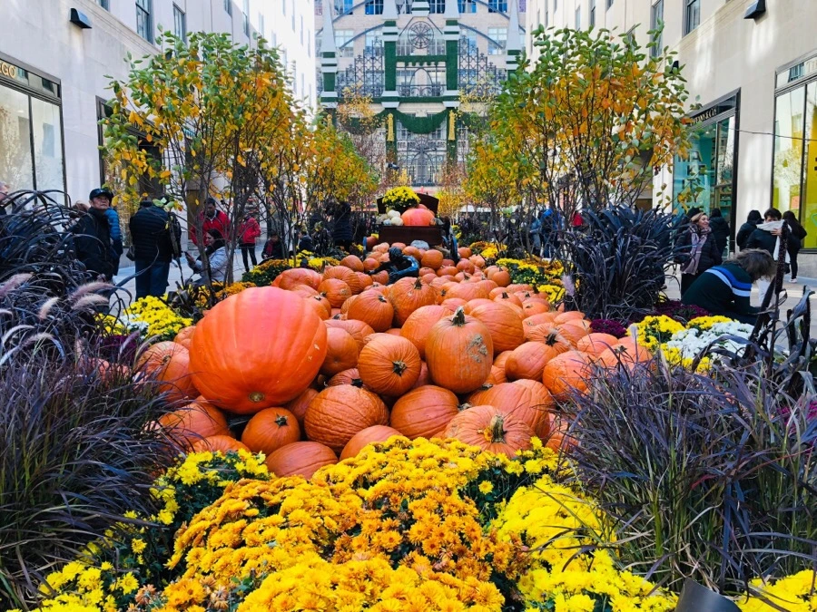 IMG_7176.jpg?type=w966