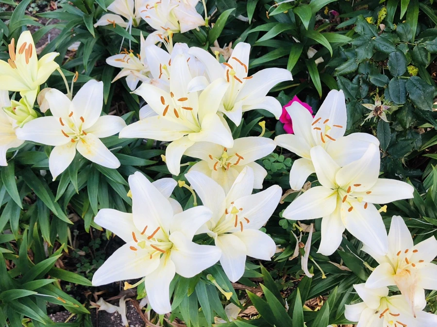 IMG_0908.jpg?type=w966