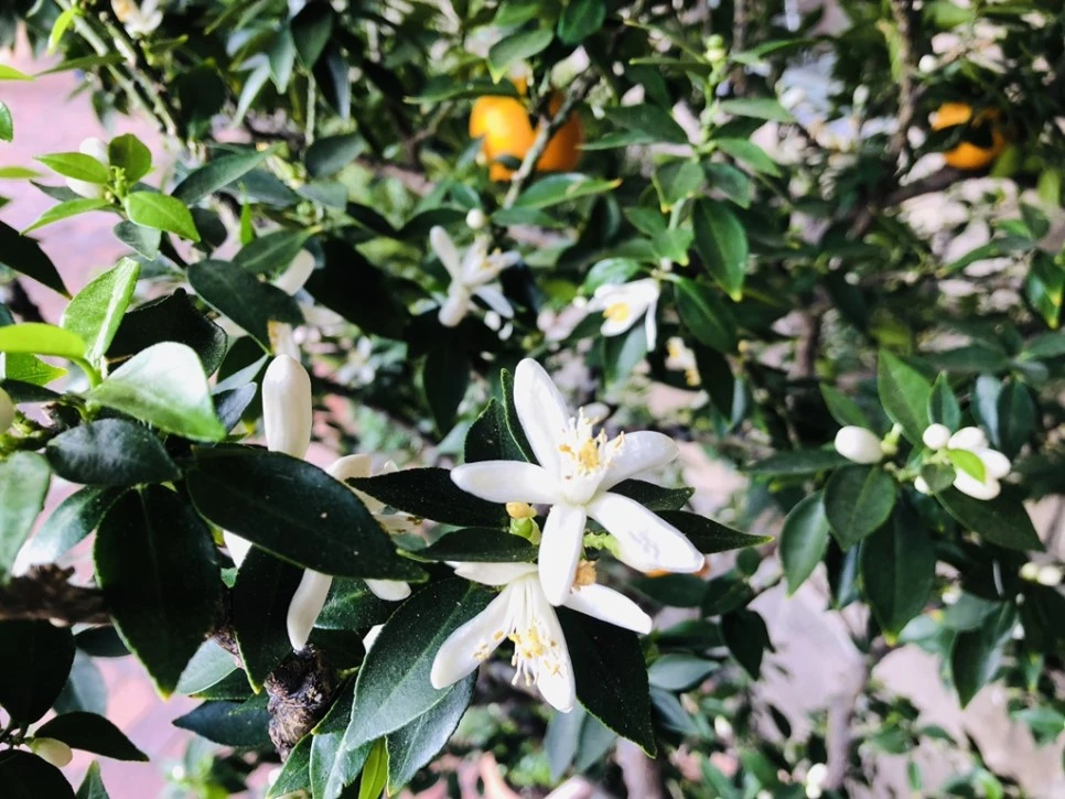 IMG_3793.jpg?type=w966