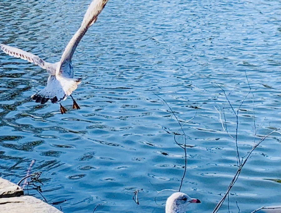 IMG_9329.jpg?type=w966