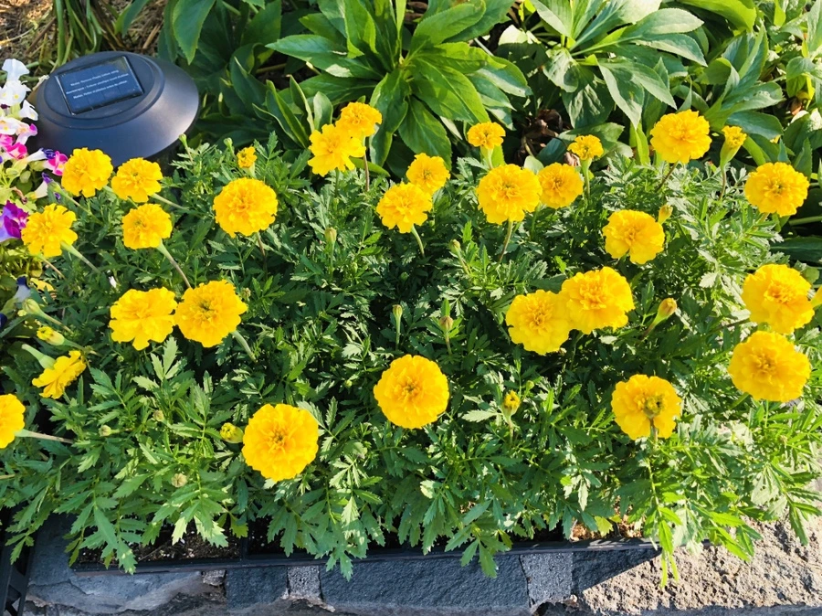 IMG_9099.jpg?type=w966