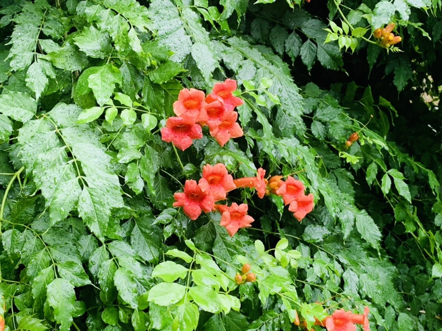 IMG_0047.jpg?type=w966