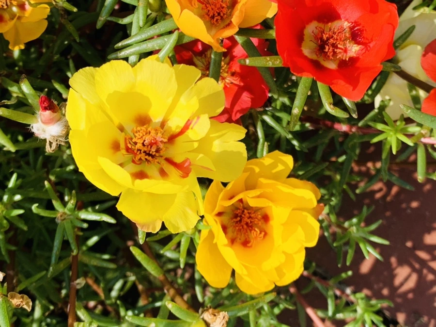 IMG_6677.jpg?type=w966