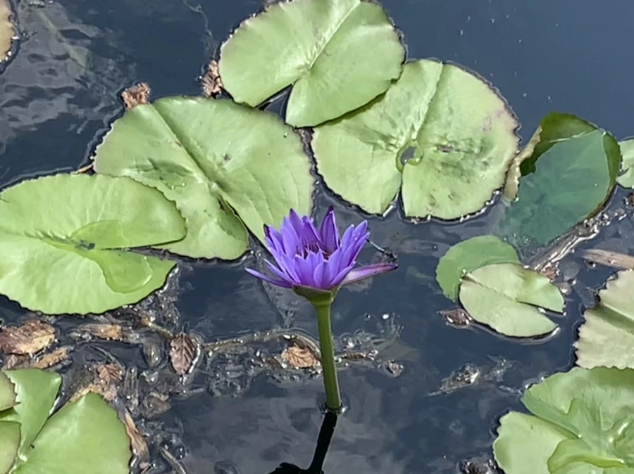 IMG_9030.jpg?type=w966