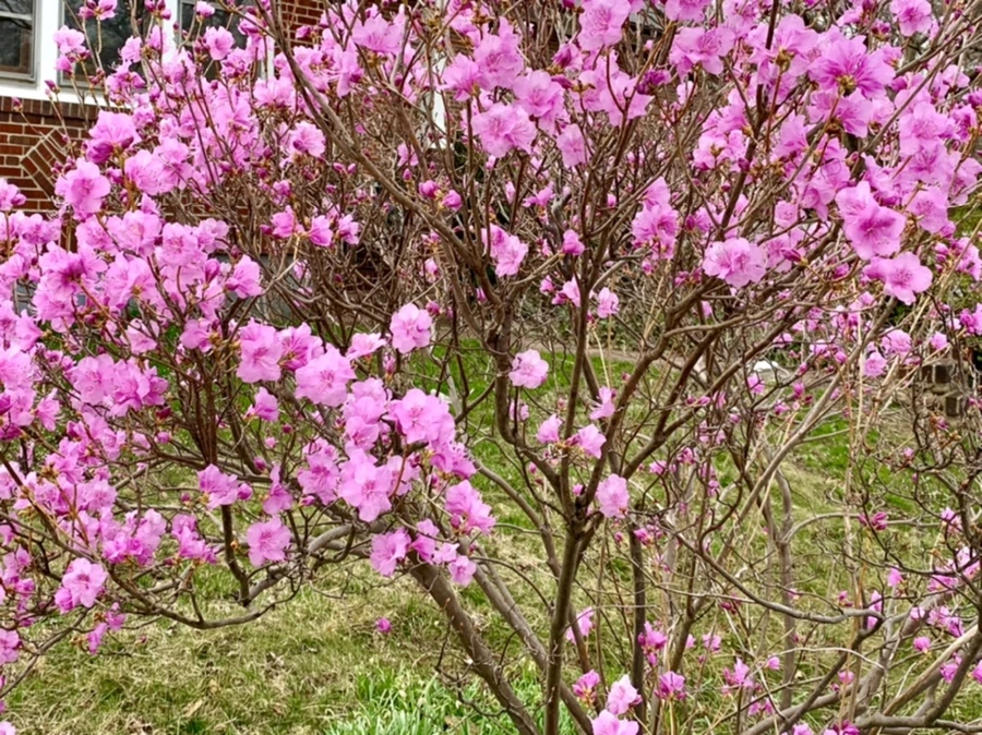 IMG_4675.jpg?type=w966