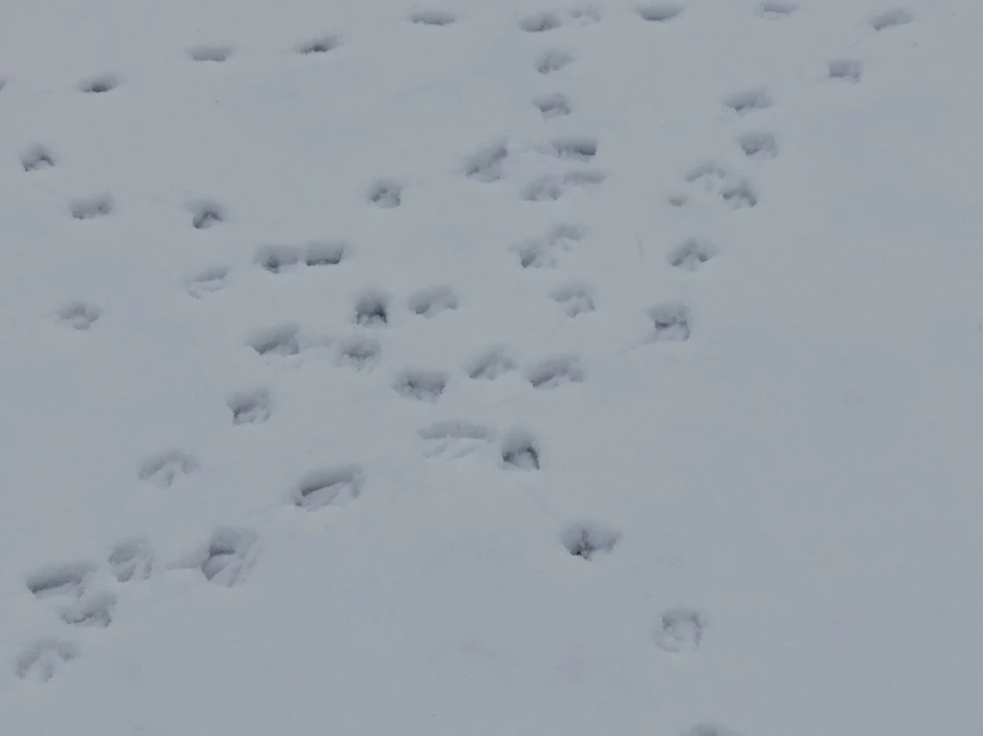 IMG_2541.jpg?type=w966