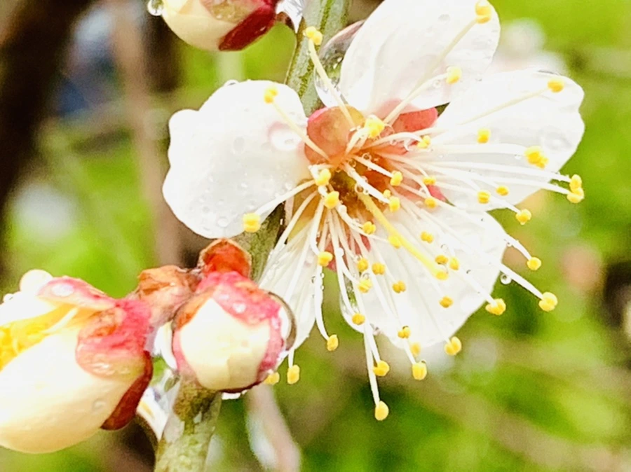 IMG_1973.jpg?type=w966