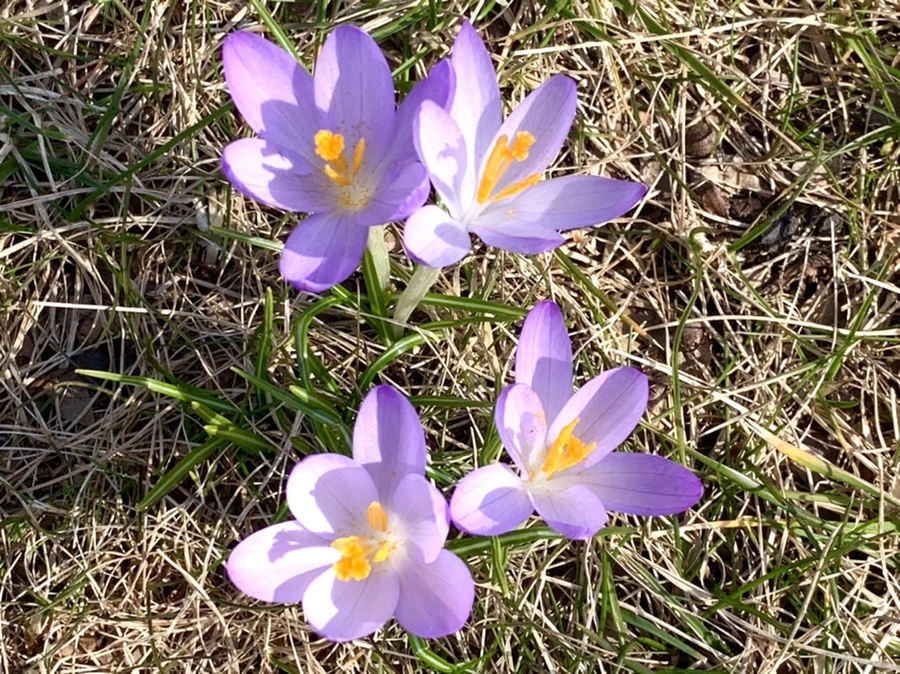 IMG_0188.jpg?type=w966