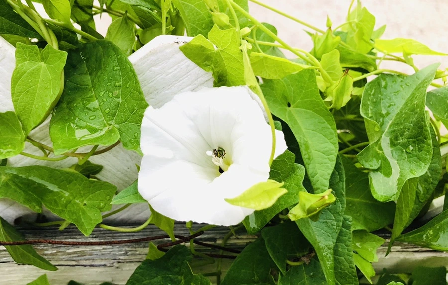 IMG_4324.jpg?type=w966